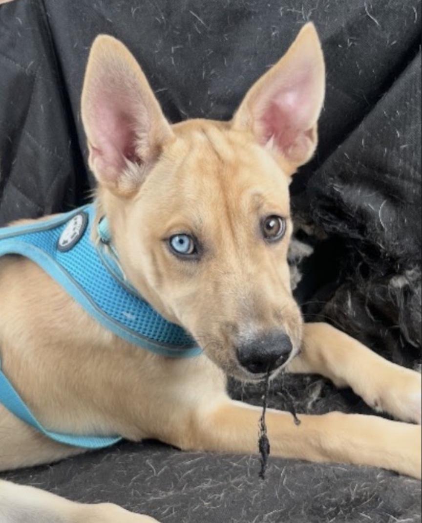 Enlarge Jagar, a Adoptable mixed breed in Orlando, FL image 2/4