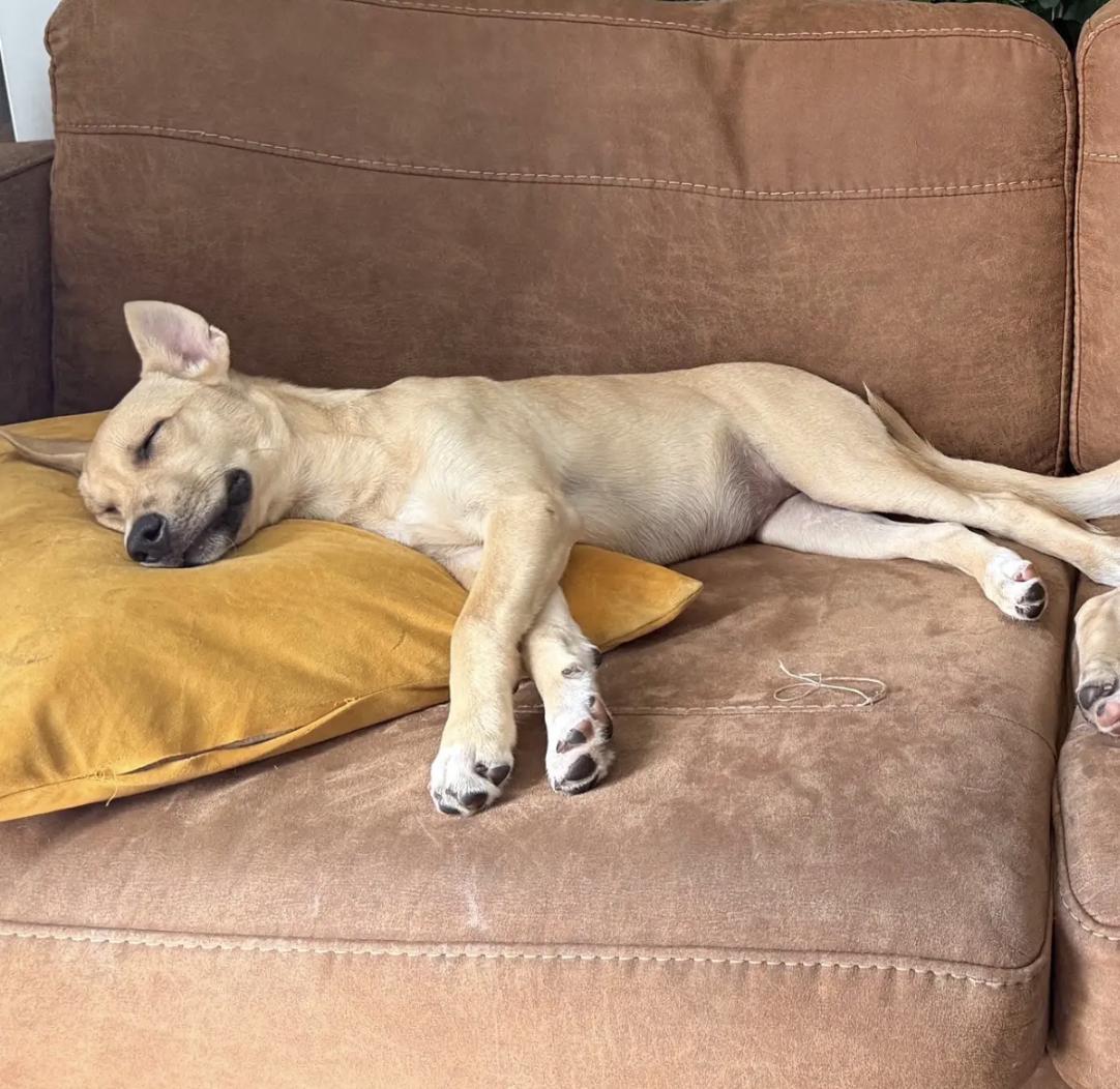 Enlarge Jagar, a Adoptable mixed breed in Orlando, FL image 3/4