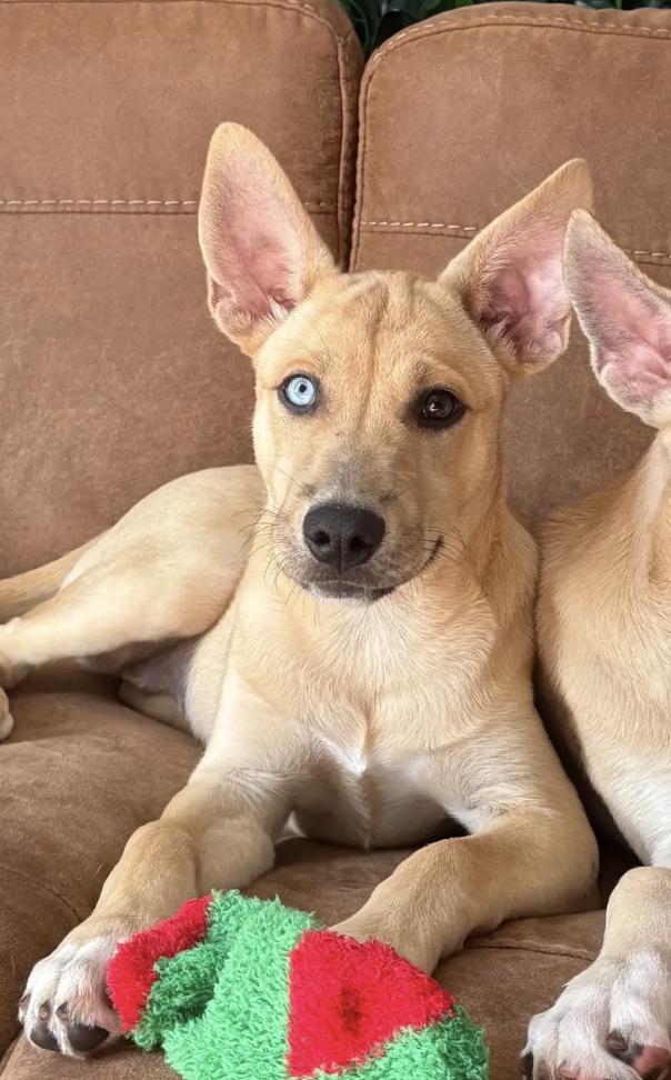 Jagar, Adoptable, Puppy Female Shepherd.