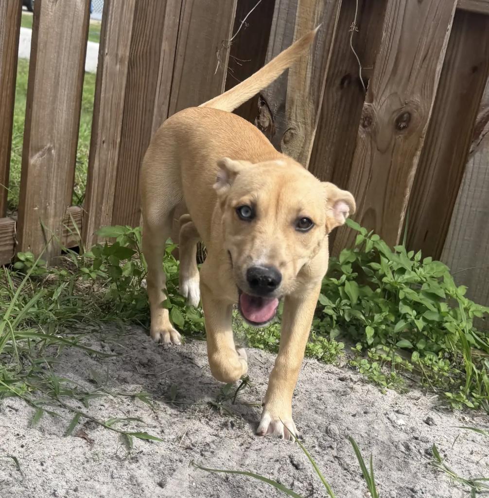 Enlarge Jagar, a Adoptable mixed breed in Orlando, FL image 4/4