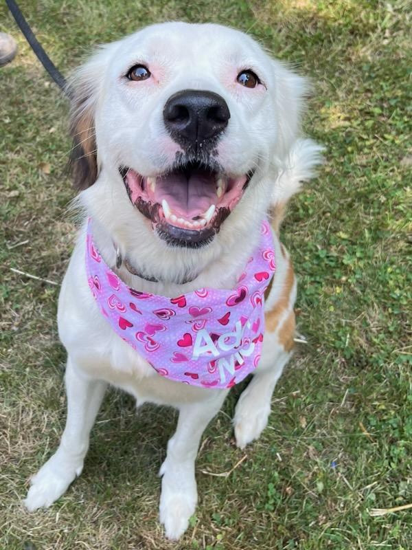 Zelda Grace (20210719-01), an adoptable Great Pyrenees, Spaniel in Niagara Falls, ON, L2E 5J4 | Photo Image 2