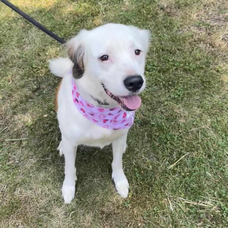 Zelda Grace (20210719-01), an adoptable Great Pyrenees, Spaniel in Fenwick, ON, L0S 1C0 | Photo Image 4