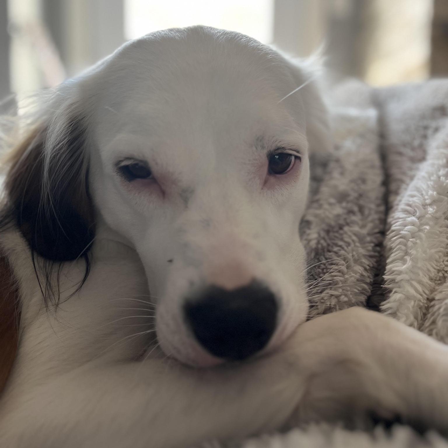Zelda Grace (20210719-01), an adoptable Great Pyrenees, Spaniel in Fenwick, ON, L0S 1C0 | Photo Image 5