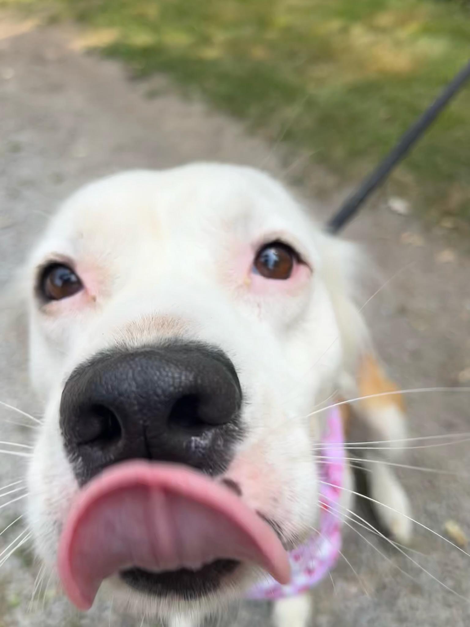 Zelda Grace (20210719-01), an adoptable Great Pyrenees, Spaniel in Niagara Falls, ON, L2E 5J4 | Photo Image 4
