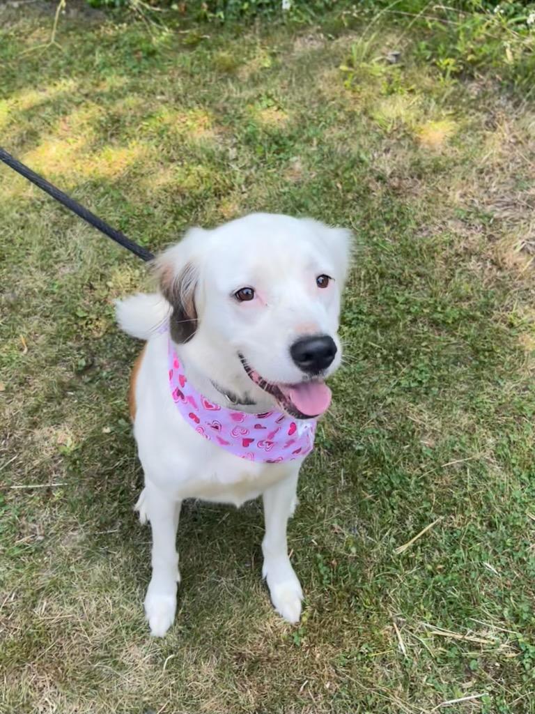 Zelda Grace (20210719-01), an adoptable Great Pyrenees, Spaniel in Niagara Falls, ON, L2E 5J4 | Photo Image 3