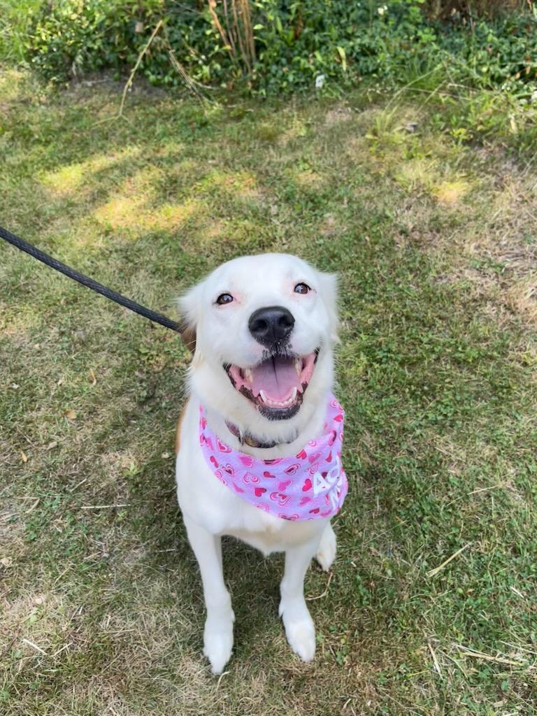 Zelda Grace (20210719-01), an adoptable Great Pyrenees, Spaniel in Niagara Falls, ON, L2E 5J4 | Photo Image 6