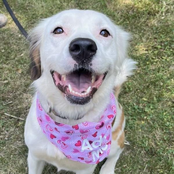 Zelda Grace (20210719-01), an adoptable Great Pyrenees, Spaniel in Fenwick, ON, L0S 1C0 | Photo Image 2