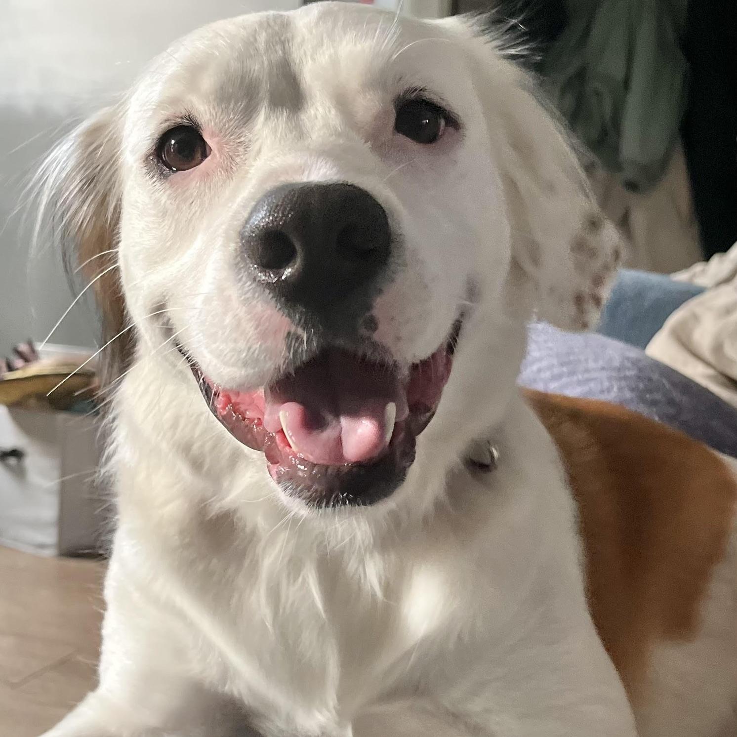 Zelda Grace (20210719-01), an adoptable Great Pyrenees, Spaniel in Fenwick, ON, L0S 1C0 | Photo Image 1