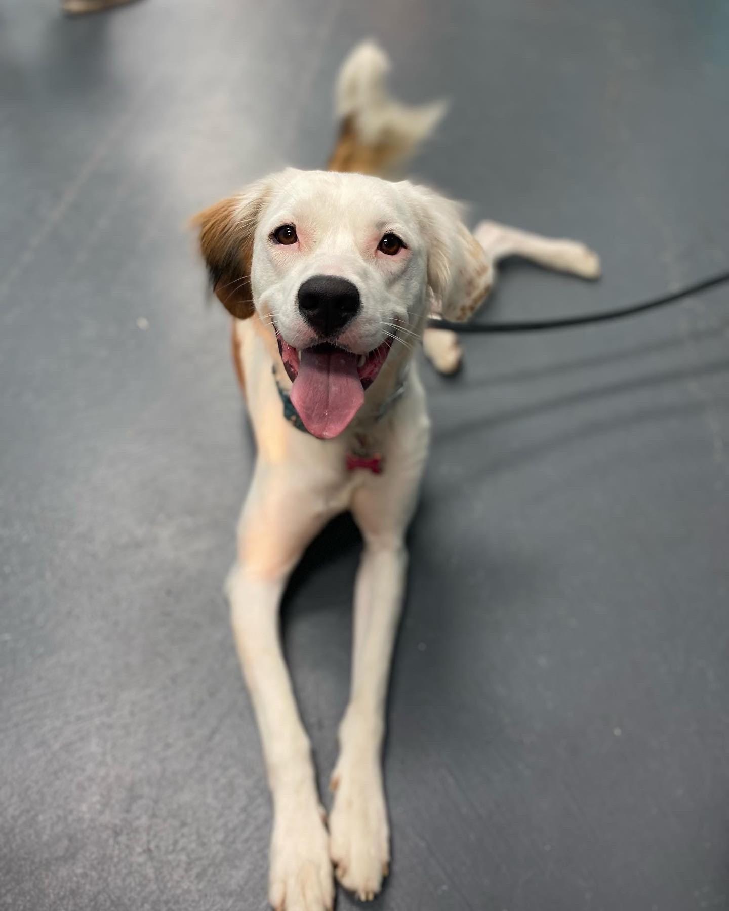 Zelda Grace (20210719-01), an adoptable Great Pyrenees, Spaniel in Fenwick, ON, L0S 1C0 | Photo Image 3
