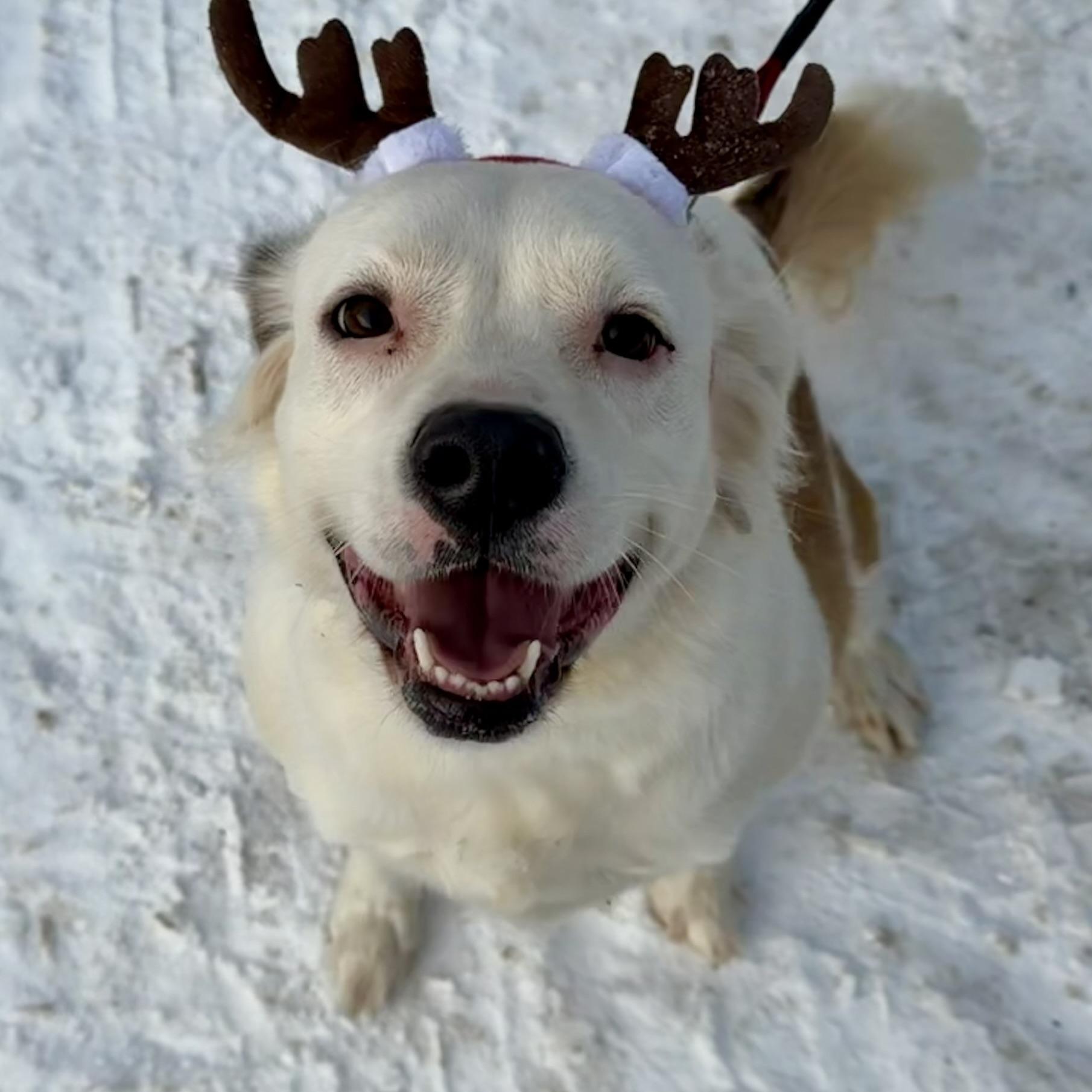 Zelda Grace (20210719-01), Adoptable, Adult Female Great Pyrenees & Spaniel.