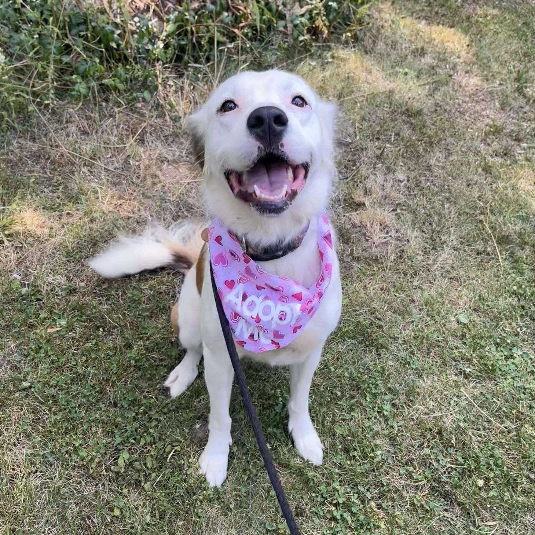 Zelda Grace (20210719-01), an adoptable Great Pyrenees, Spaniel in Fenwick, ON, L0S 1C0 | Photo Image 6