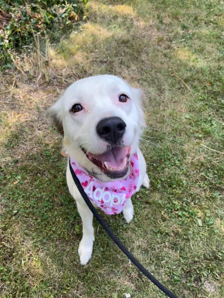 Zelda Grace (20210719-01), an adoptable Great Pyrenees, Spaniel in Niagara Falls, ON, L2E 5J4 | Photo Image 5