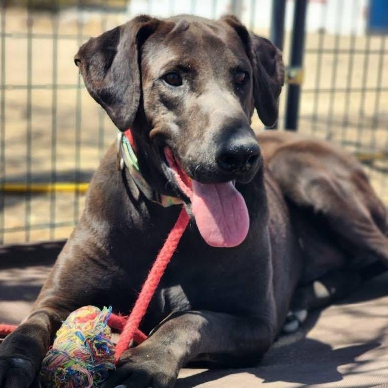 Enlarge Max, a Adoptable mixed breed in Tehachapi, CA image 2/3
