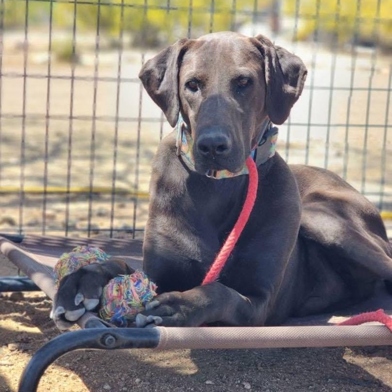 Enlarge Max, a Adoptable mixed breed in Tehachapi, CA image 3/3