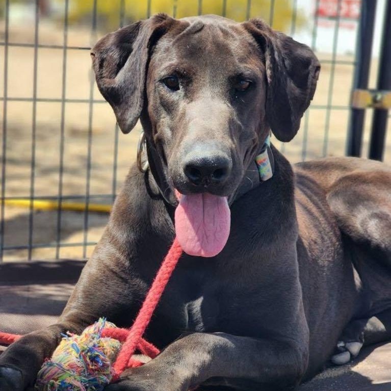 Max, Adoptable, Young Male Great Dane.