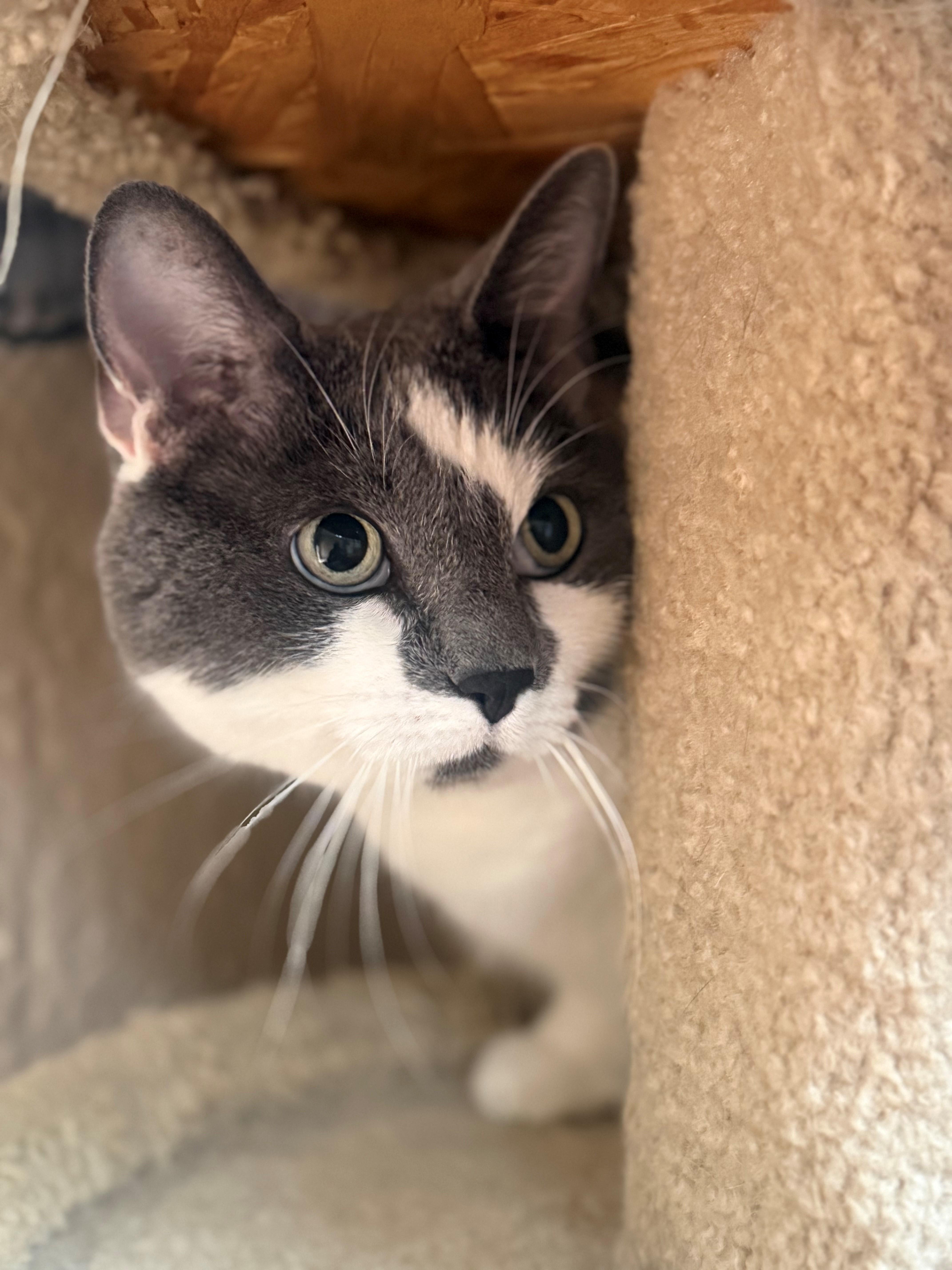 Enlarge Samantha, a Adoptable Domestic Short Hair in Laguna Beach, CA image 1/3