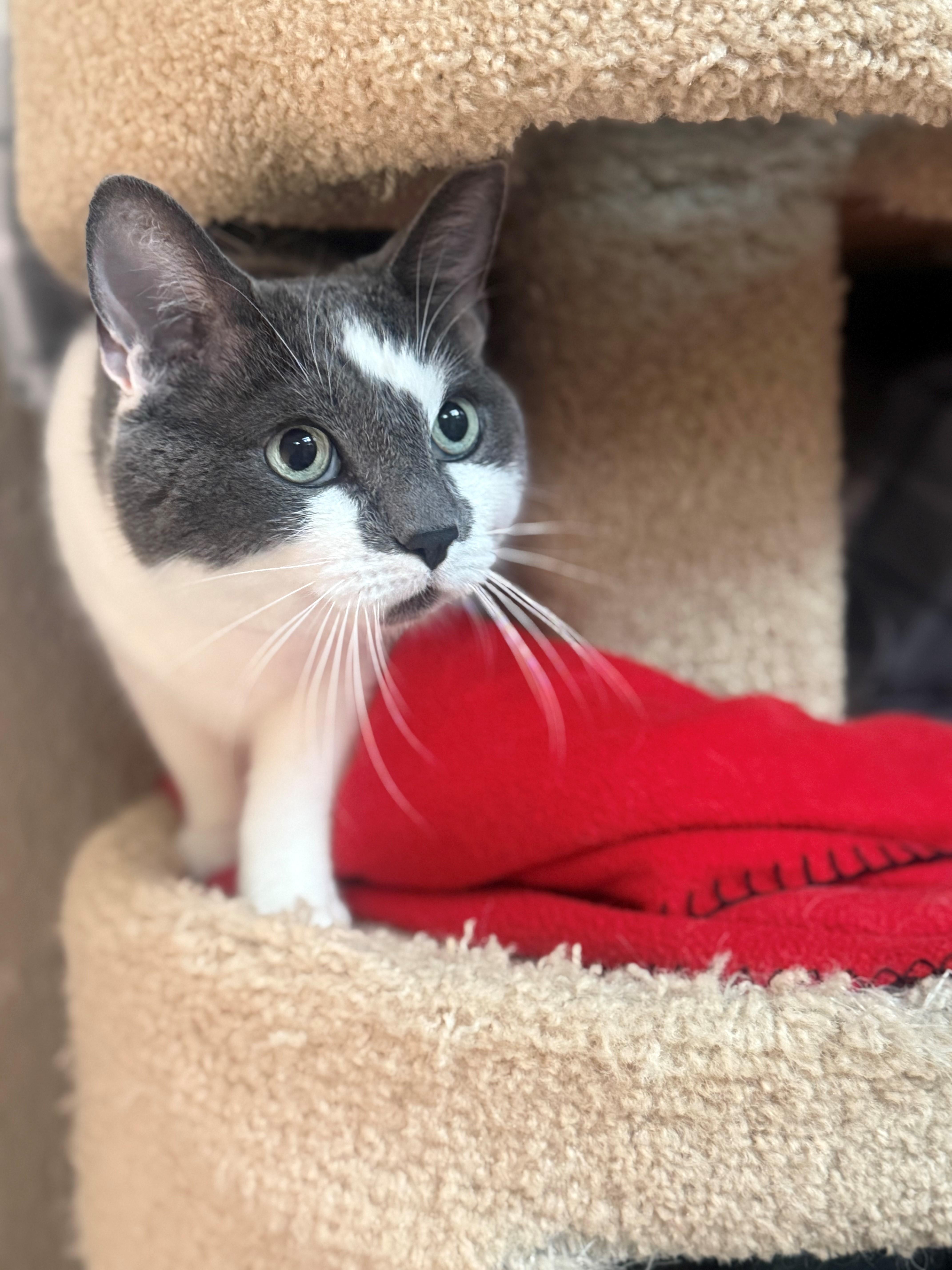 Enlarge Samantha, a Adoptable Domestic Short Hair in Laguna Beach, CA image 2/3