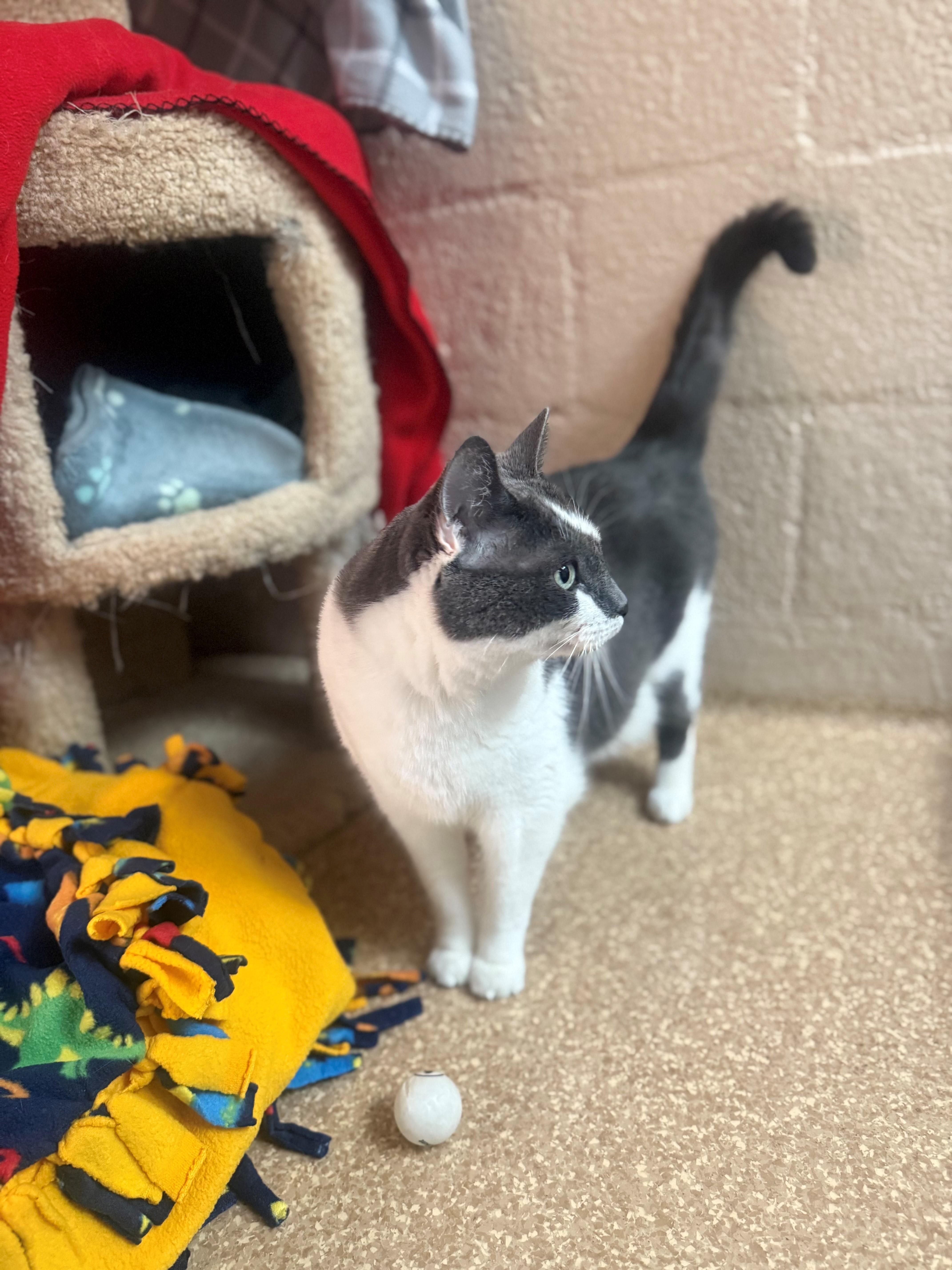 Enlarge Samantha, a Adoptable Domestic Short Hair in Laguna Beach, CA image 3/3