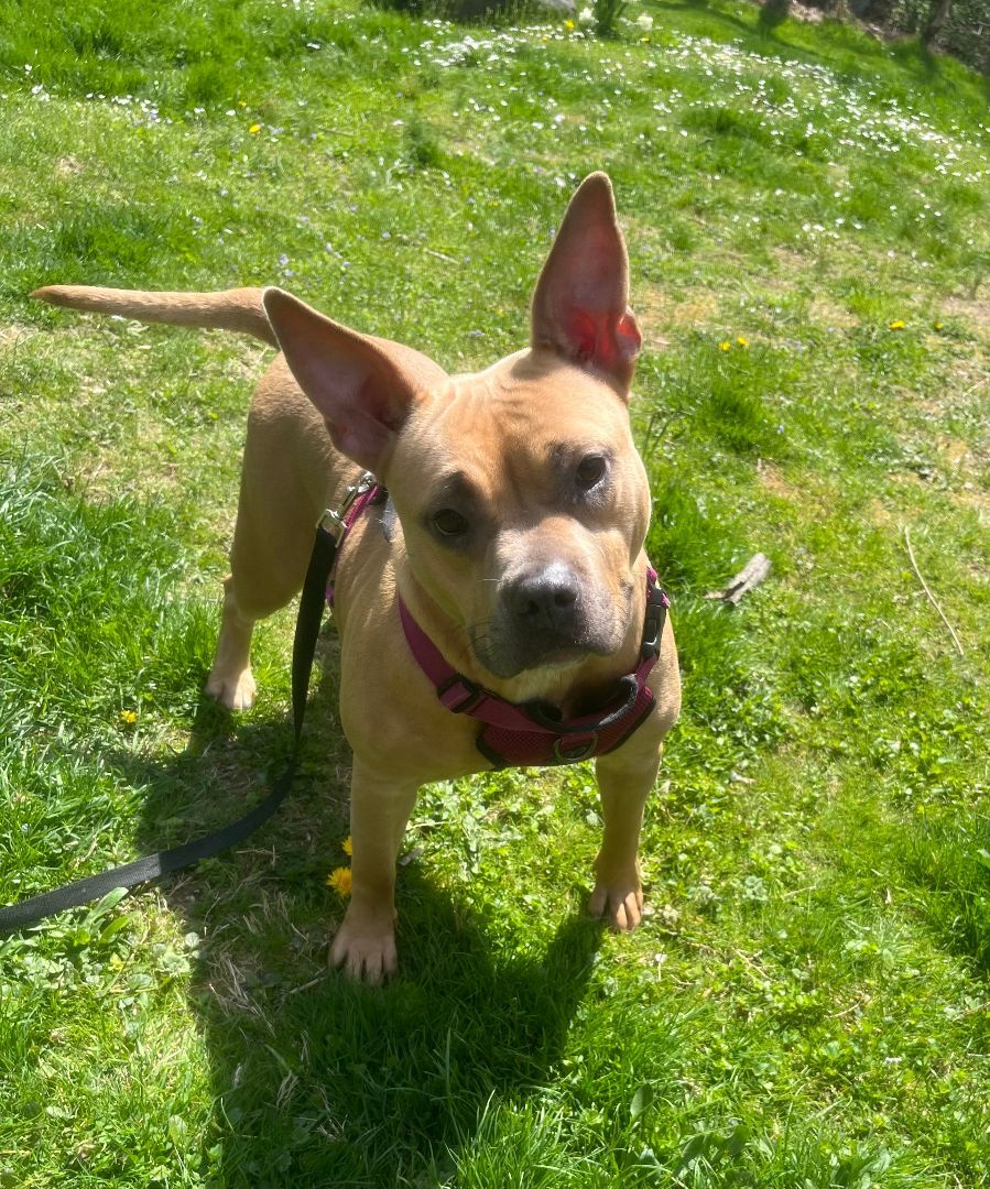 Roxy - CTS2025 photo 3