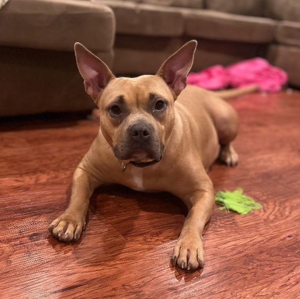 Roxy, a Adoptable mixed breed in Lambertville, NJ image 1/6