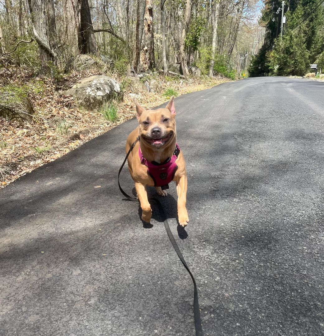 Roxy - CTS2025 photo 4
