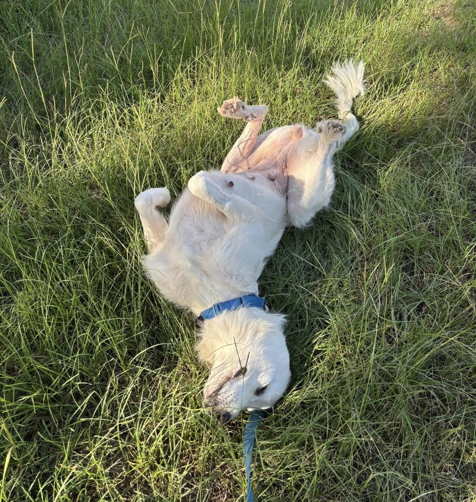 Enlarge Ella FKA Queen DFW, a Adopted mixed breed in Saint Jo, TX image 1/6
