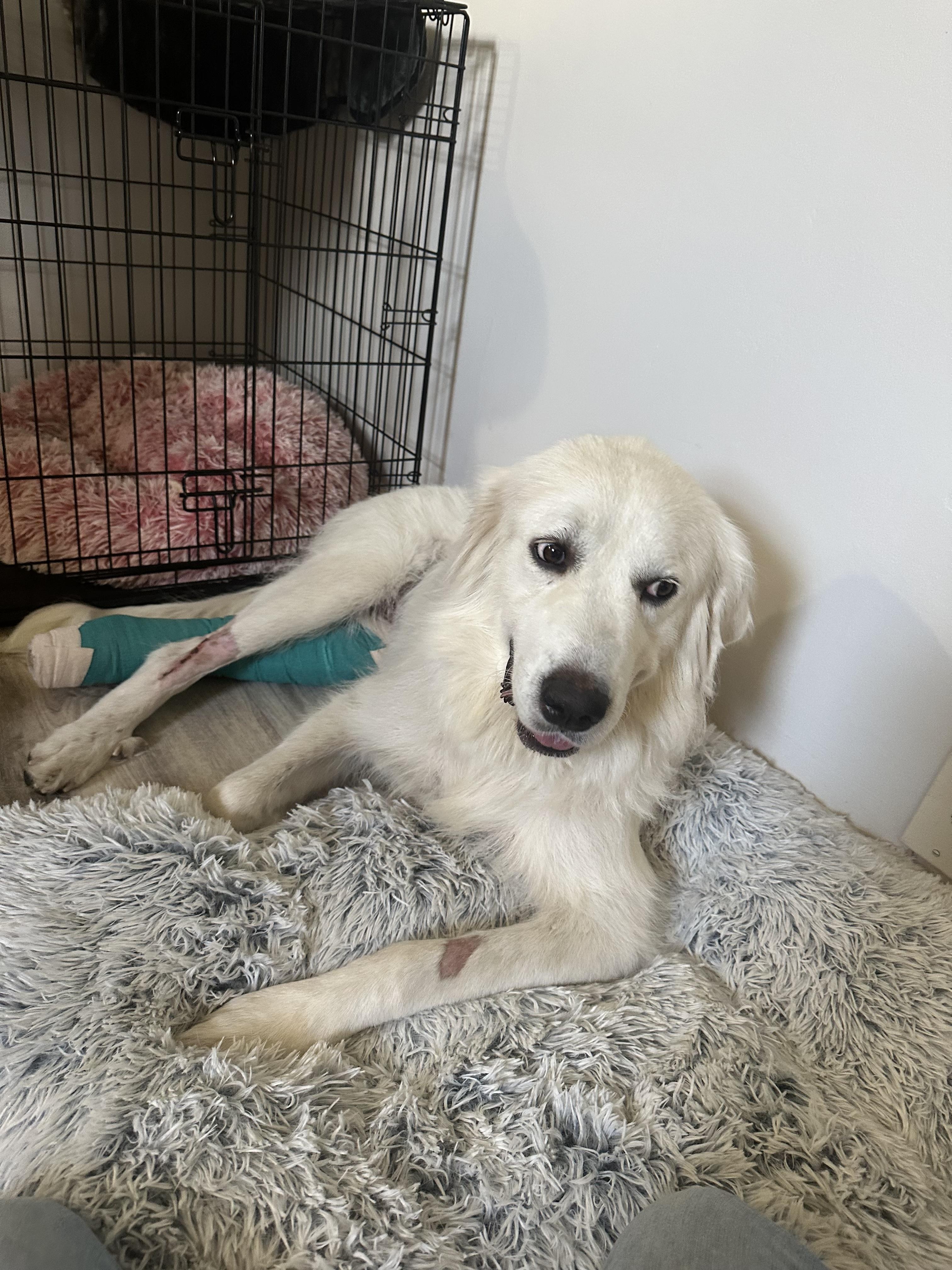 Enlarge Ella FKA Queen DFW, a Adopted mixed breed in Saint Jo, TX image 4/6