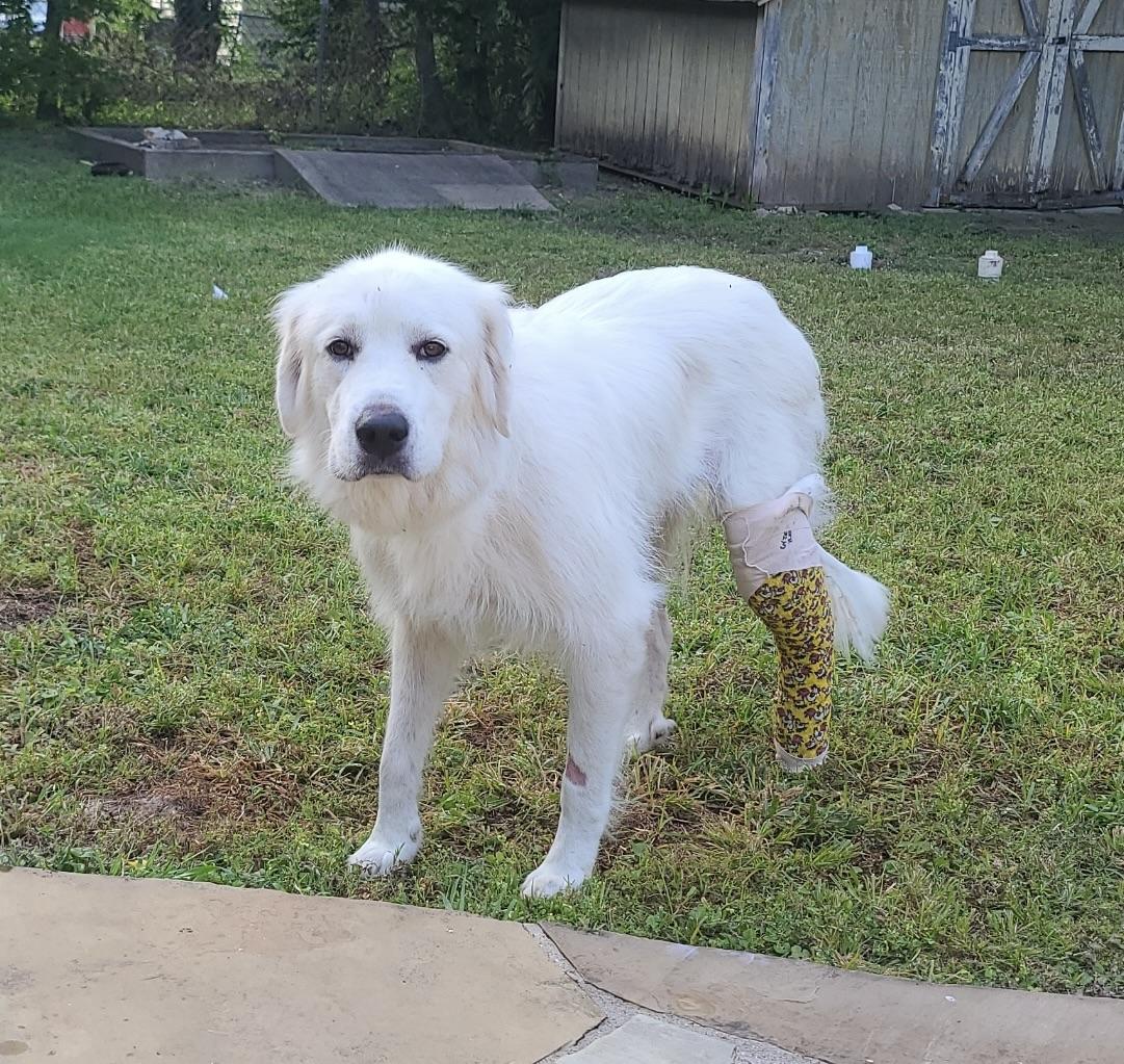Enlarge Ella FKA Queen DFW, a Adopted mixed breed in Saint Jo, TX image 6/6