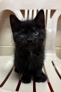 Enlarge Tempo, an adopted Domestic Short Hair in Mason City, IA image 1/1