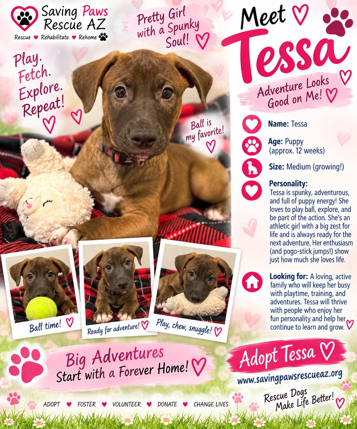 Tori puppy - Tessa, Adoptable, Young Female Mastiff & German Shepherd Dog.