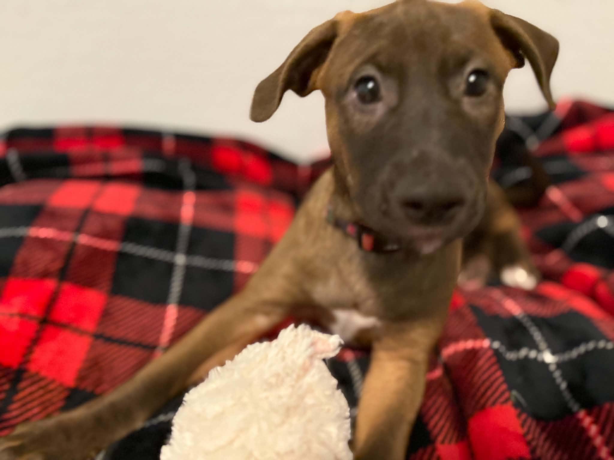 Enlarge Tori puppy - Tessa, a Adoptable mixed breed in Glendale, AZ image 2/5