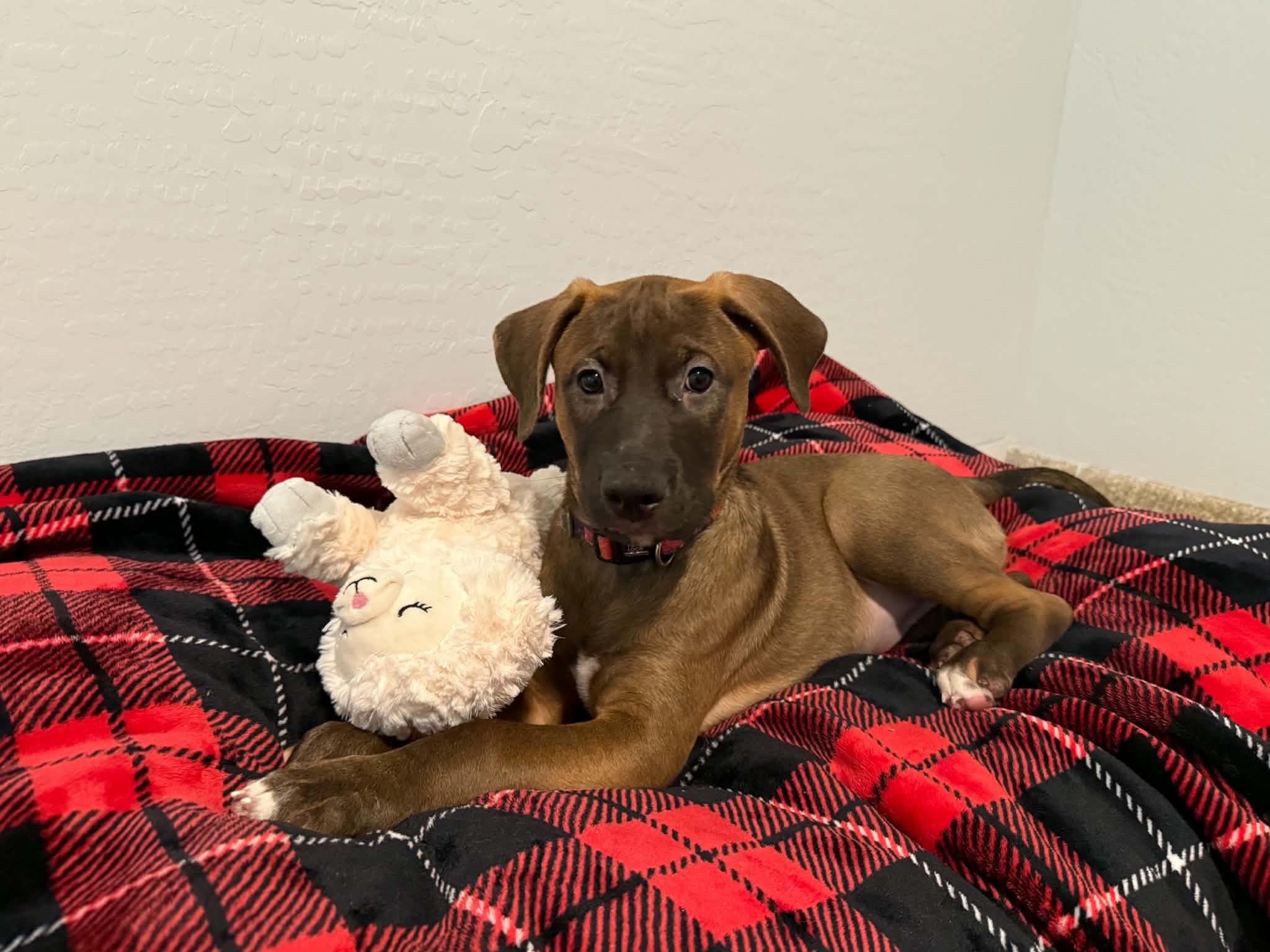 Enlarge Tori puppy - Tessa, a Adoptable mixed breed in Glendale, AZ image 5/5