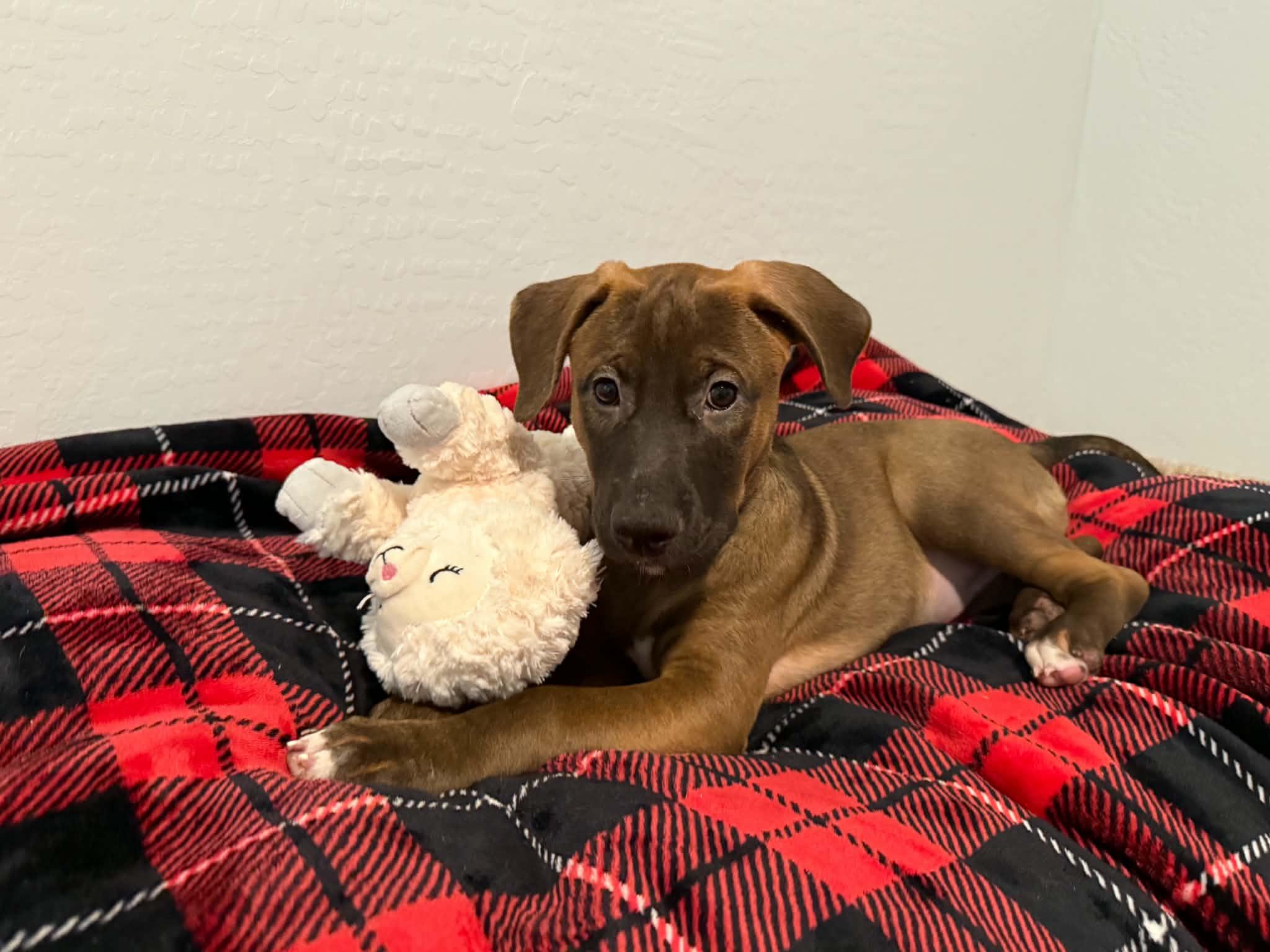 Enlarge Tori puppy - Tessa, a Adoptable mixed breed in Glendale, AZ image 3/5
