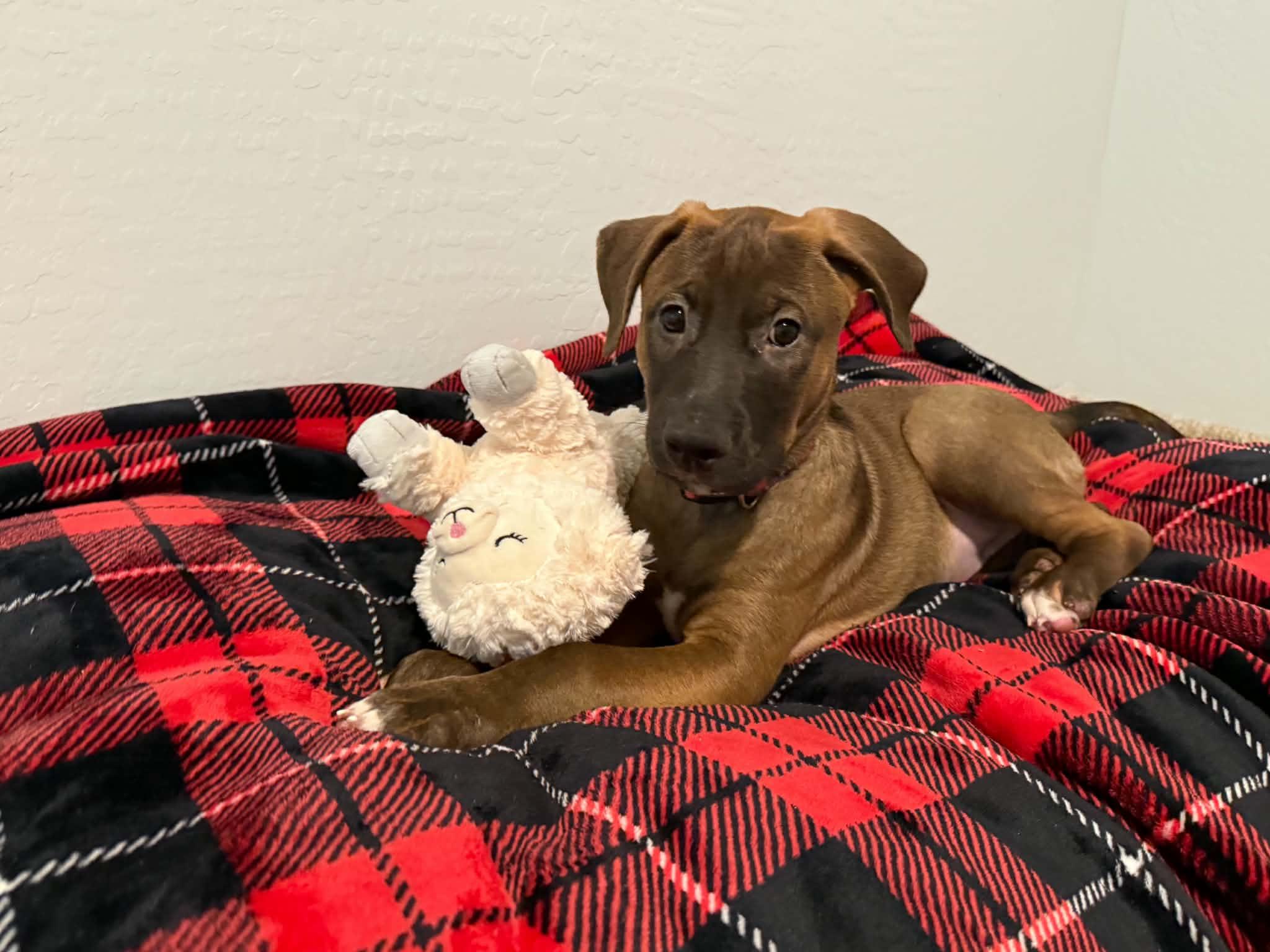 Enlarge Tori puppy - Tessa, a Adoptable mixed breed in Glendale, AZ image 4/5