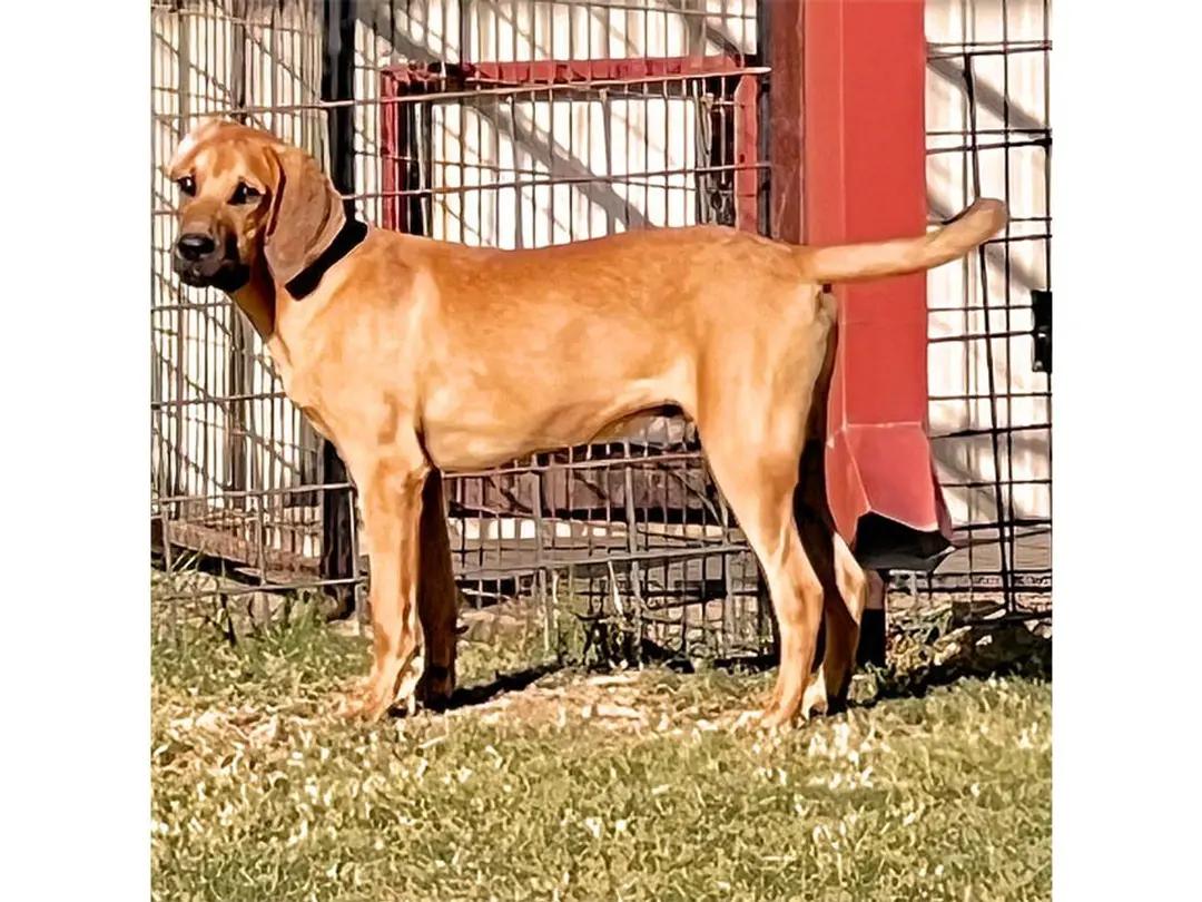 Kaiser (TX), a ADOPTABLE Redbone Coonhound in Terrell, TX image 2/3