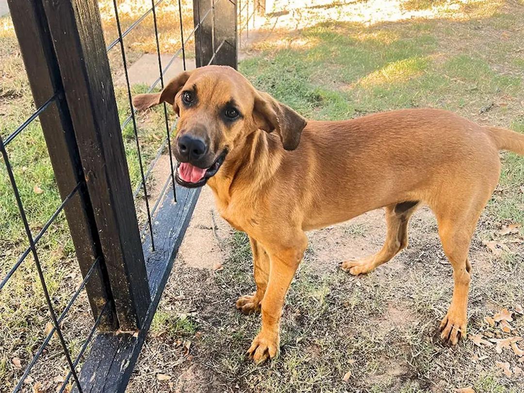 Kaiser (TX), a ADOPTABLE Redbone Coonhound in Terrell, TX image 3/3
