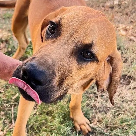 Kaiser (TX), ADOPTABLE, Young Male Redbone Coonhound.