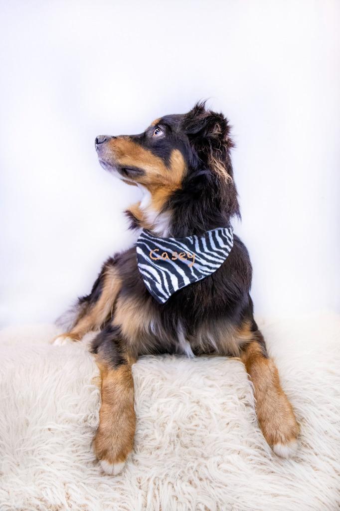 Dax, Adoptable, Adult Male Australian Shepherd.