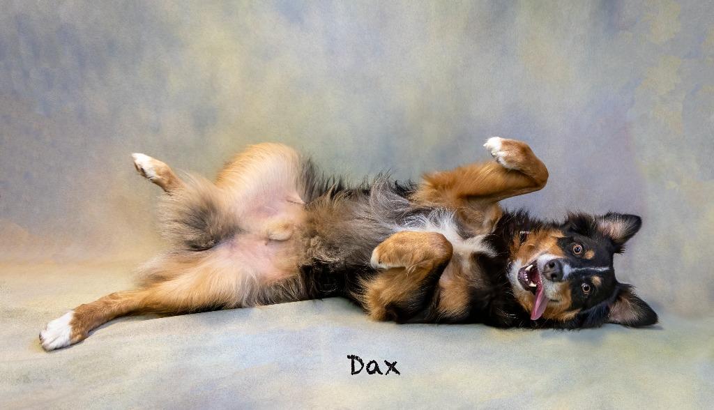 Enlarge Dax, a Adoptable Australian Shepherd in Hot Springs Village, AR image 2/4