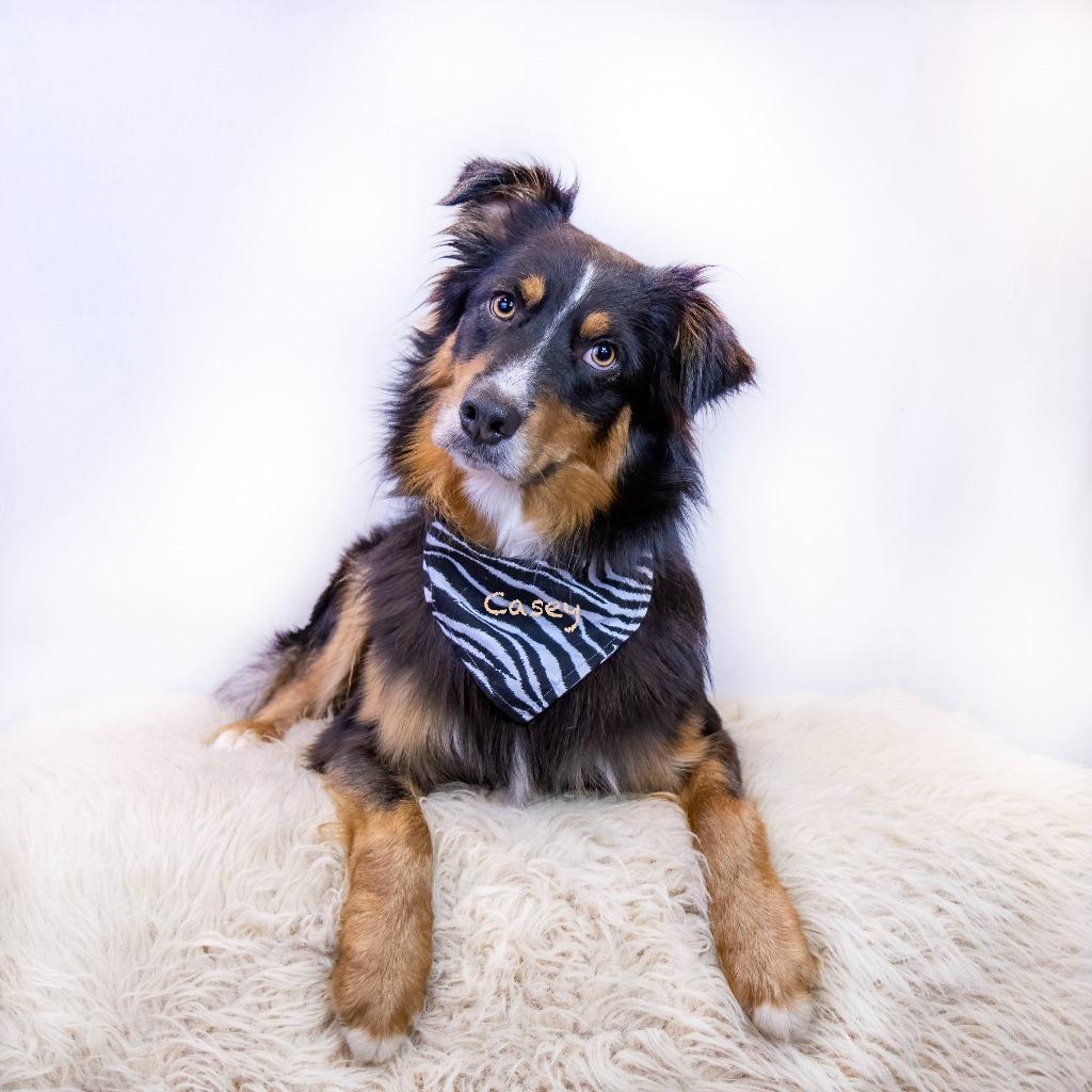 Enlarge Dax, a Adoptable Australian Shepherd in Hot Springs Village, AR image 3/4