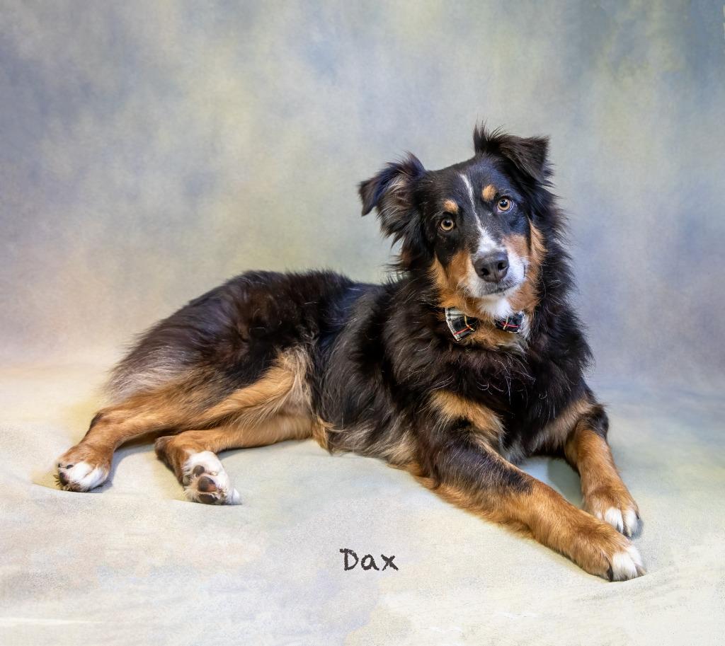 Enlarge Dax, a Adoptable Australian Shepherd in Hot Springs Village, AR image 4/4