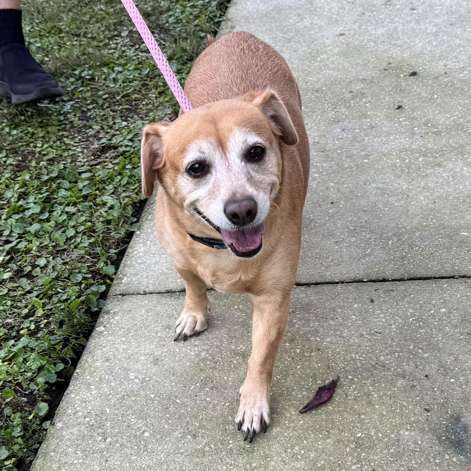 Squirt *BONDED with* Sweet Pea, Adopted, Adult Female Dachshund & Chihuahua.