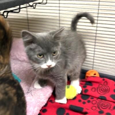 Enlarge BJ, a ADOPTABLE mixed breed in Long Beach, WA image 1/5