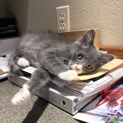 Enlarge BJ, a ADOPTABLE mixed breed in Long Beach, WA image 2/5