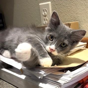 Enlarge BJ, a ADOPTABLE mixed breed in Long Beach, WA image 3/5