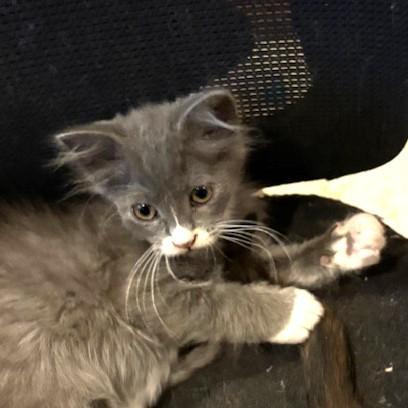 Enlarge BJ, a ADOPTABLE mixed breed in Long Beach, WA image 4/5