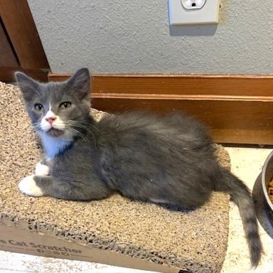 Enlarge BJ, a ADOPTABLE mixed breed in Long Beach, WA image 5/5