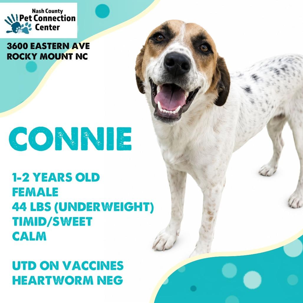 Enlarge CONNIE  Available NOW - ADOPTION or RESCUE!, a Adoptable Mixed Breed in Nashville, NC image 1/1