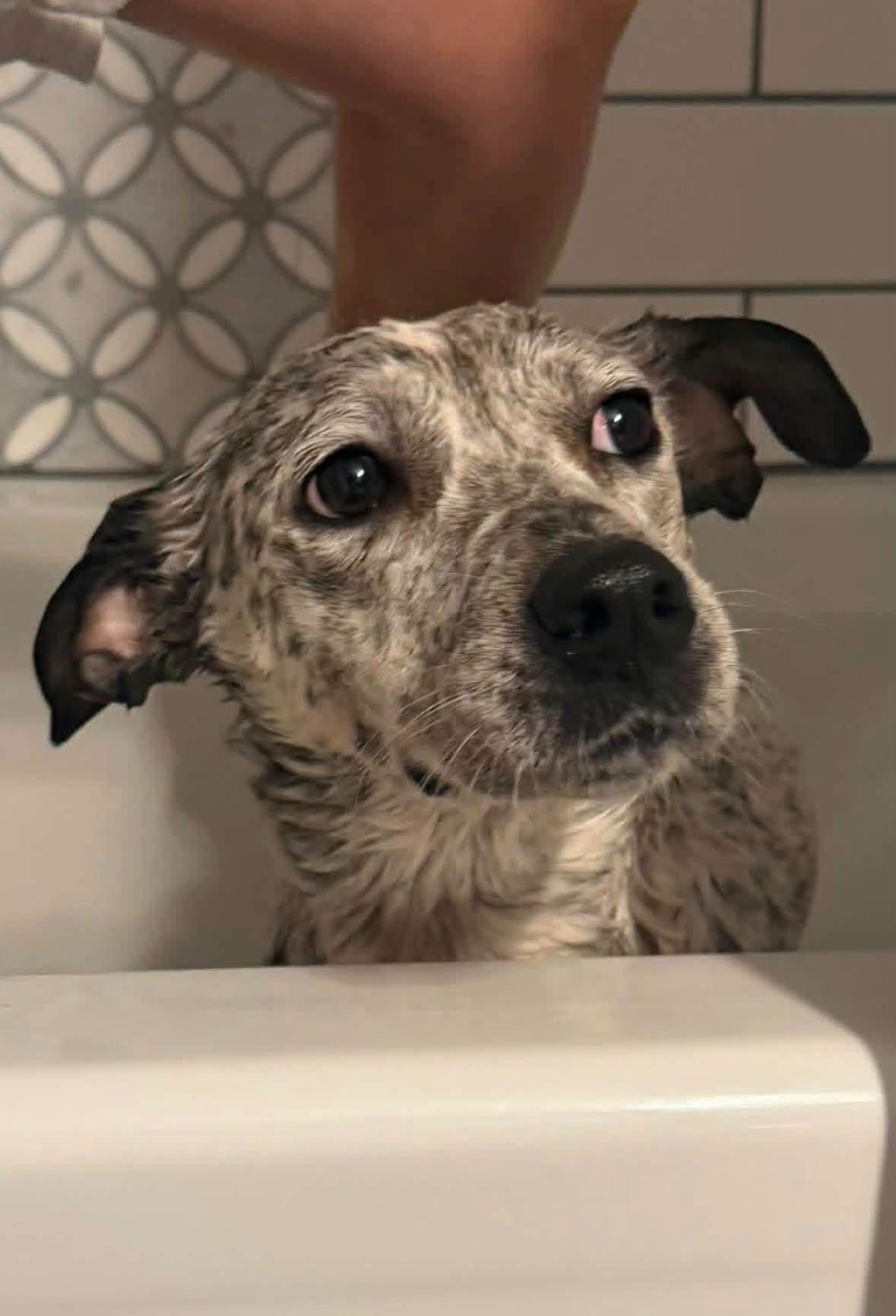 Enlarge Daisy, a Adoptable Australian Cattle Dog / Blue Heeler in Forest, VA image 1/2