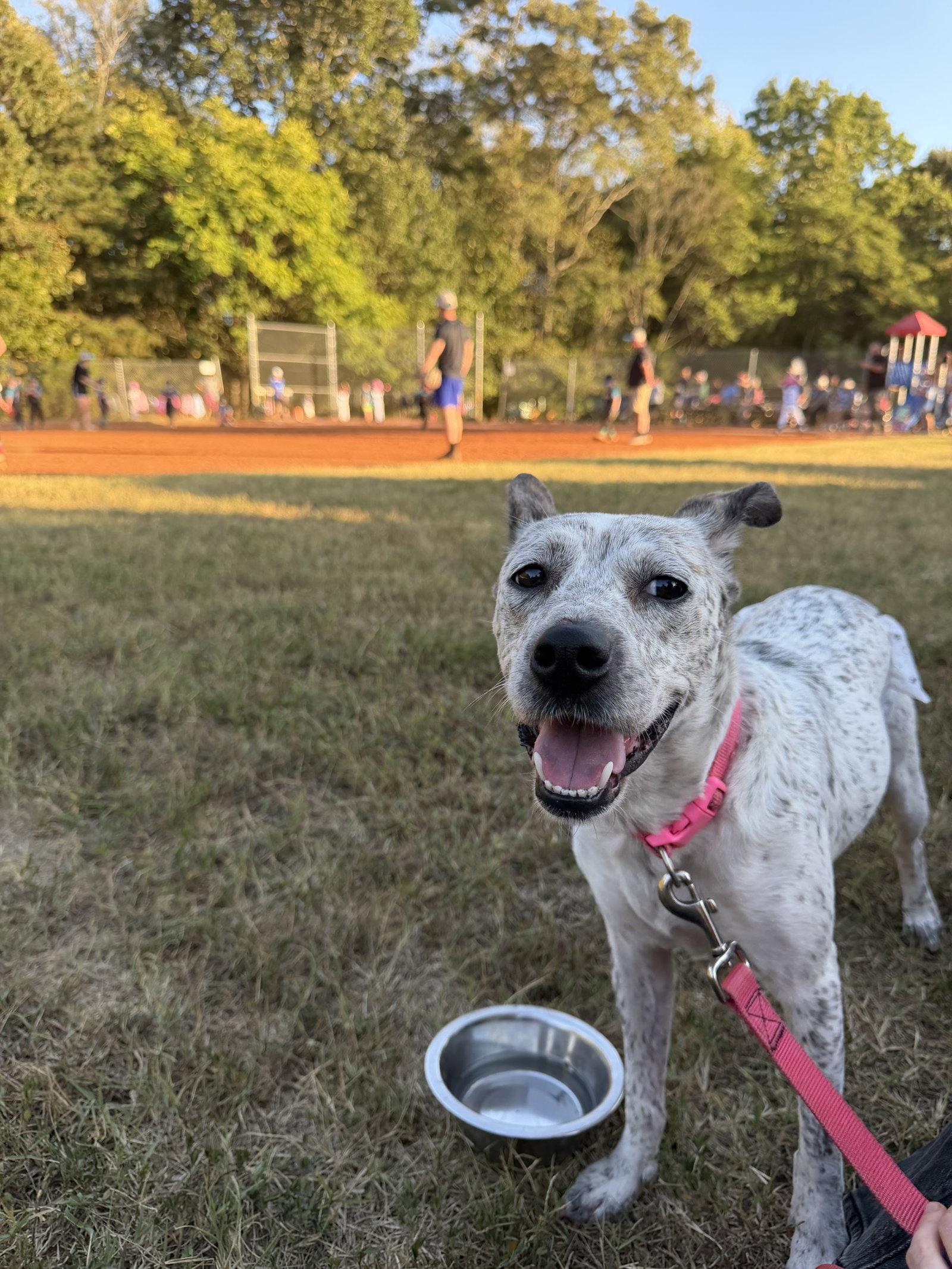 Enlarge Daisy, a Adoptable Australian Cattle Dog / Blue Heeler in Forest, VA image 2/2